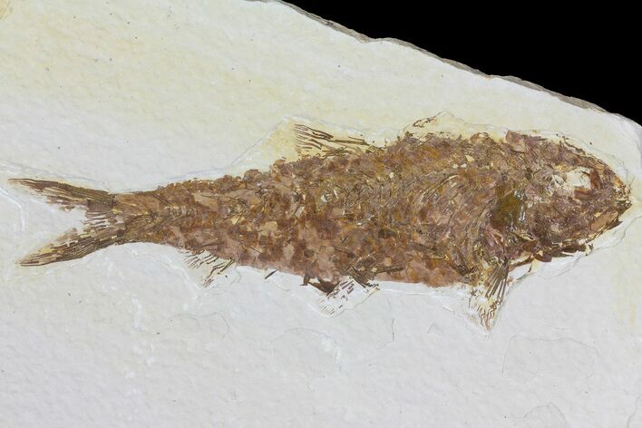 Bargain Knightia Fossil Fish - Wyoming #75907
